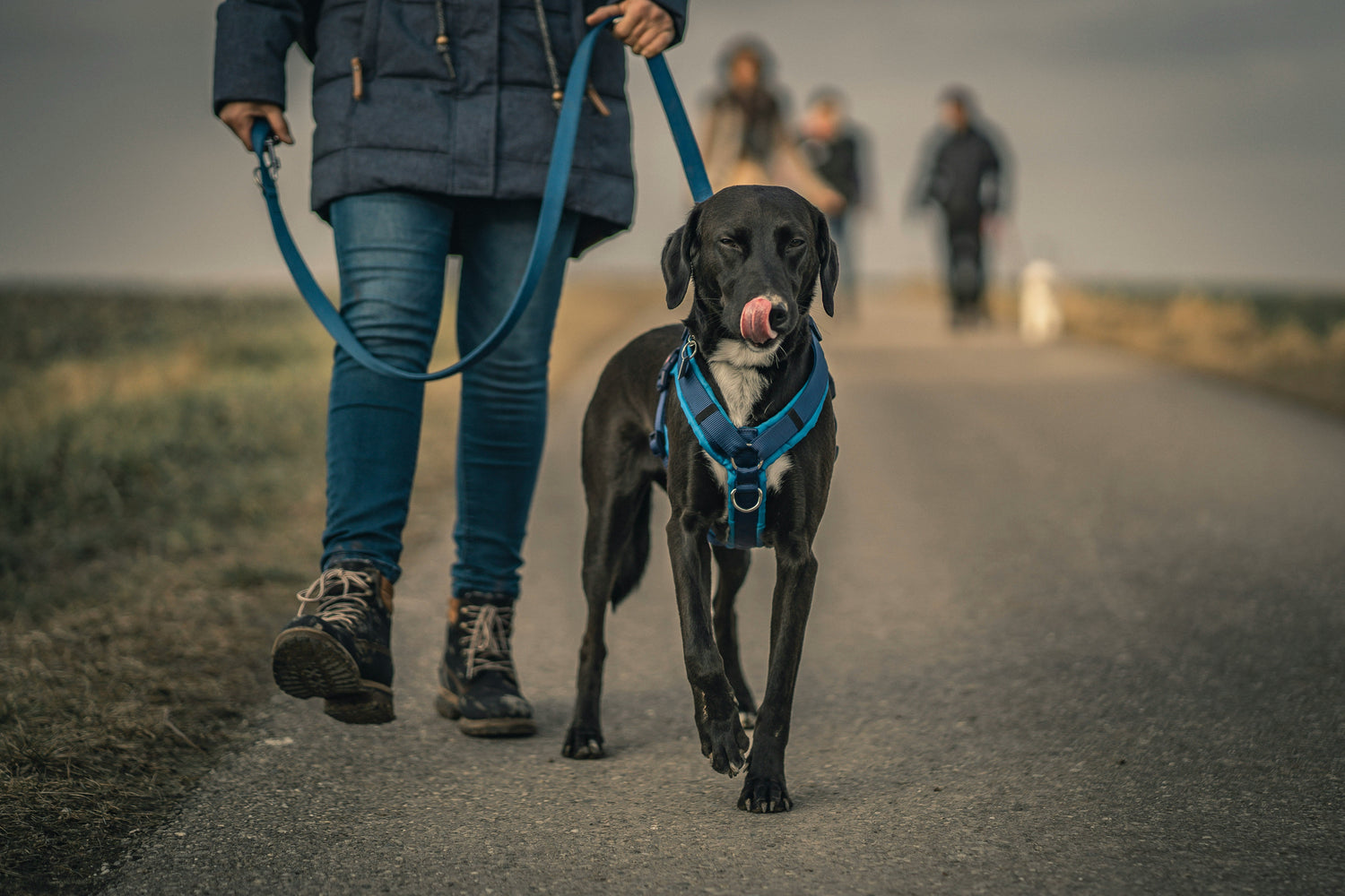 Harnesses Collection