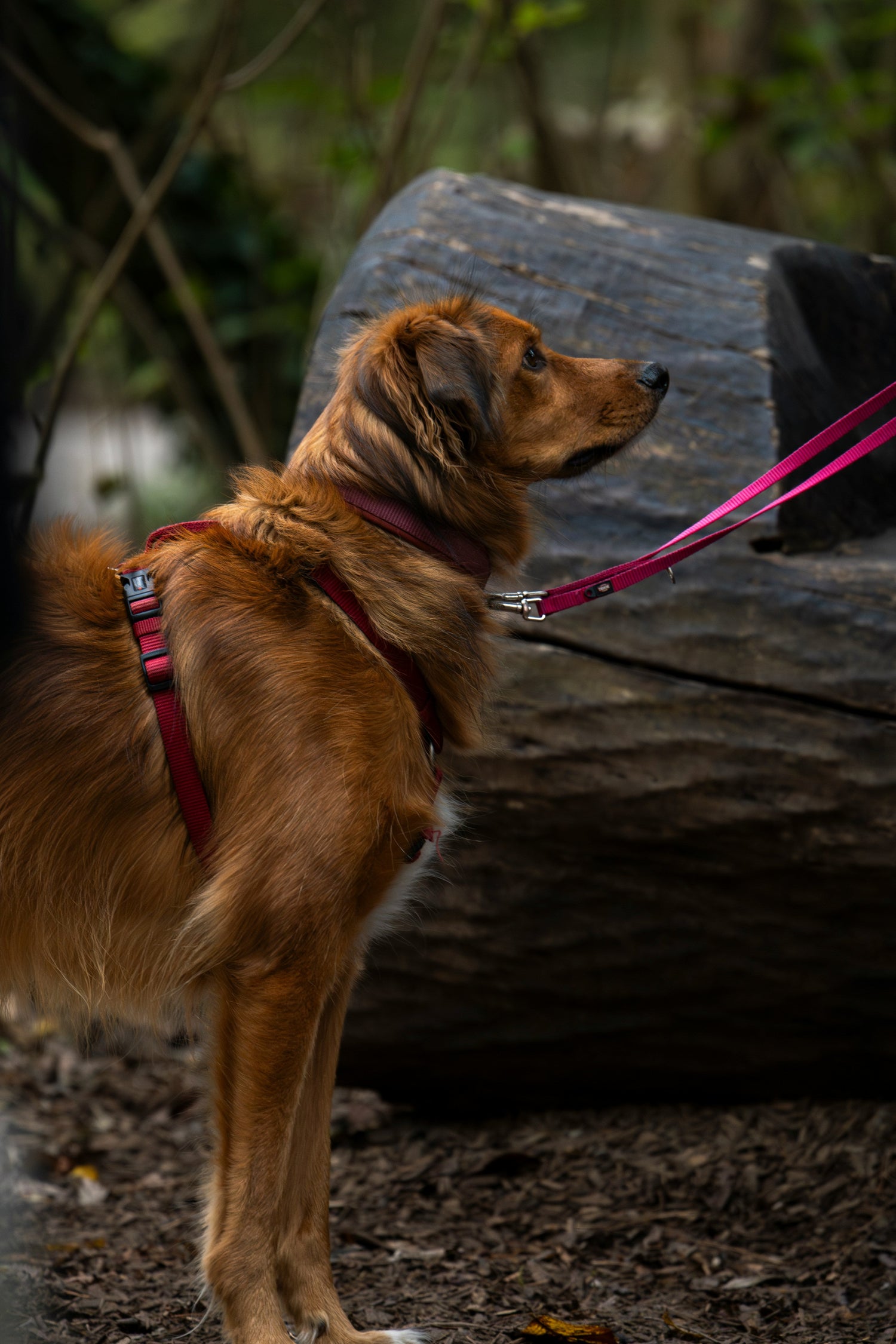 Leashes